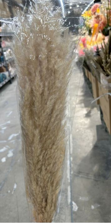 Dry pampasgrass